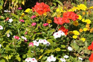 Flowers in community garden