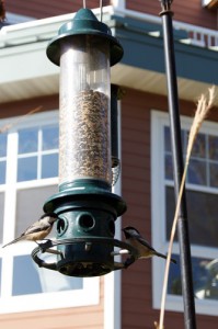 Bird feeder outside co-op